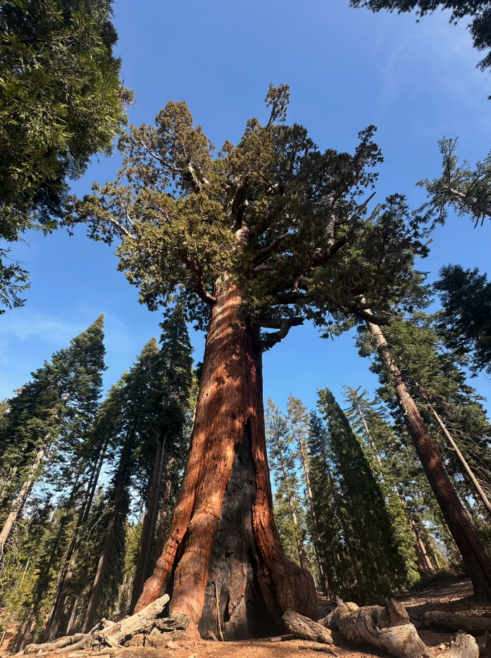 Grizzly Giant at Yosemite National Park